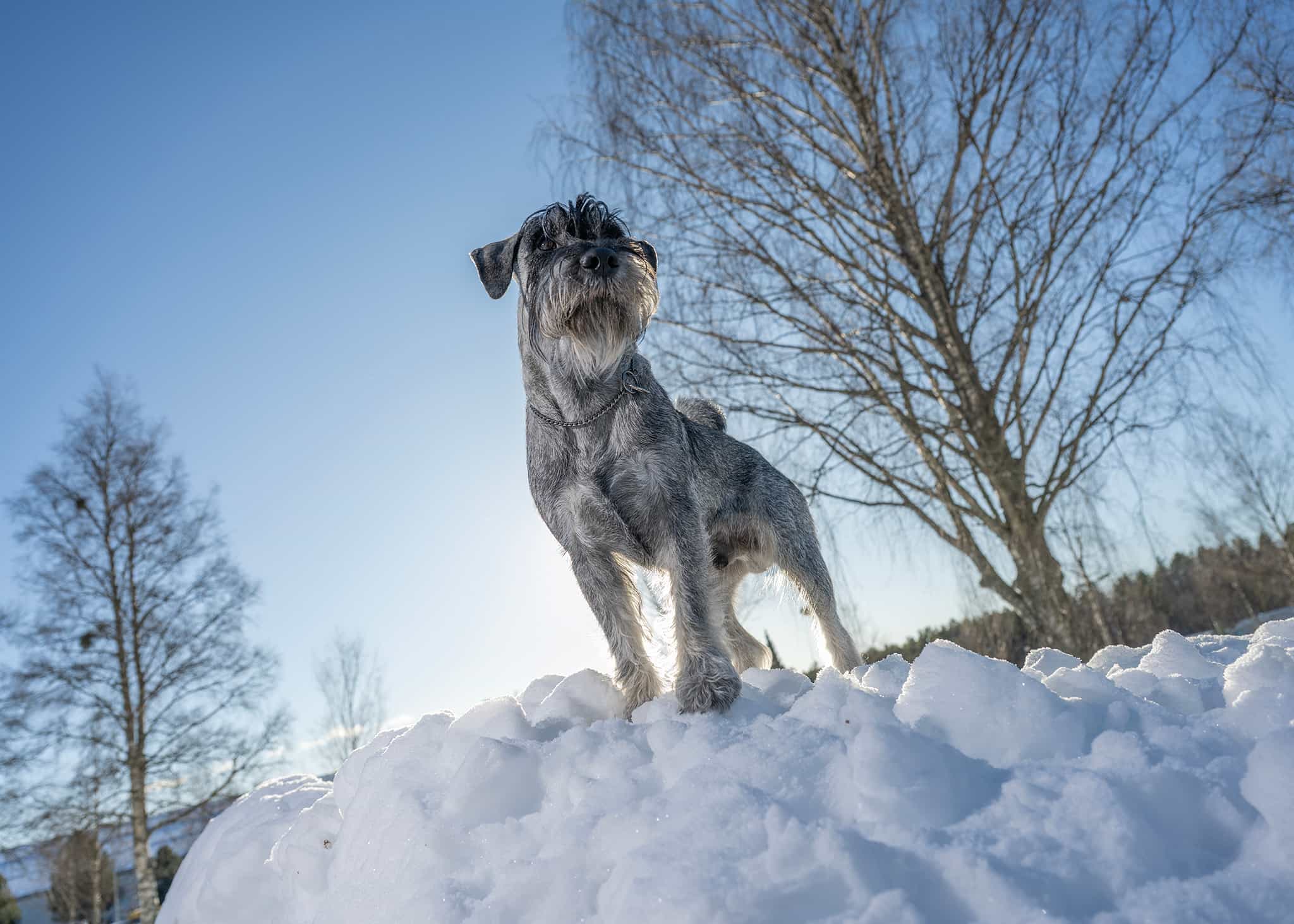 Glad hund leker i snön vid vintercamping på First Camp Lugnet Falun