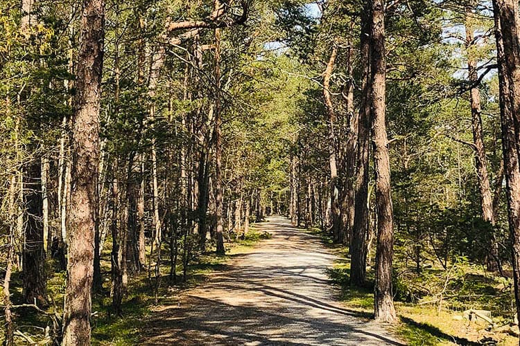 Trollskogen, nära camping på Öland