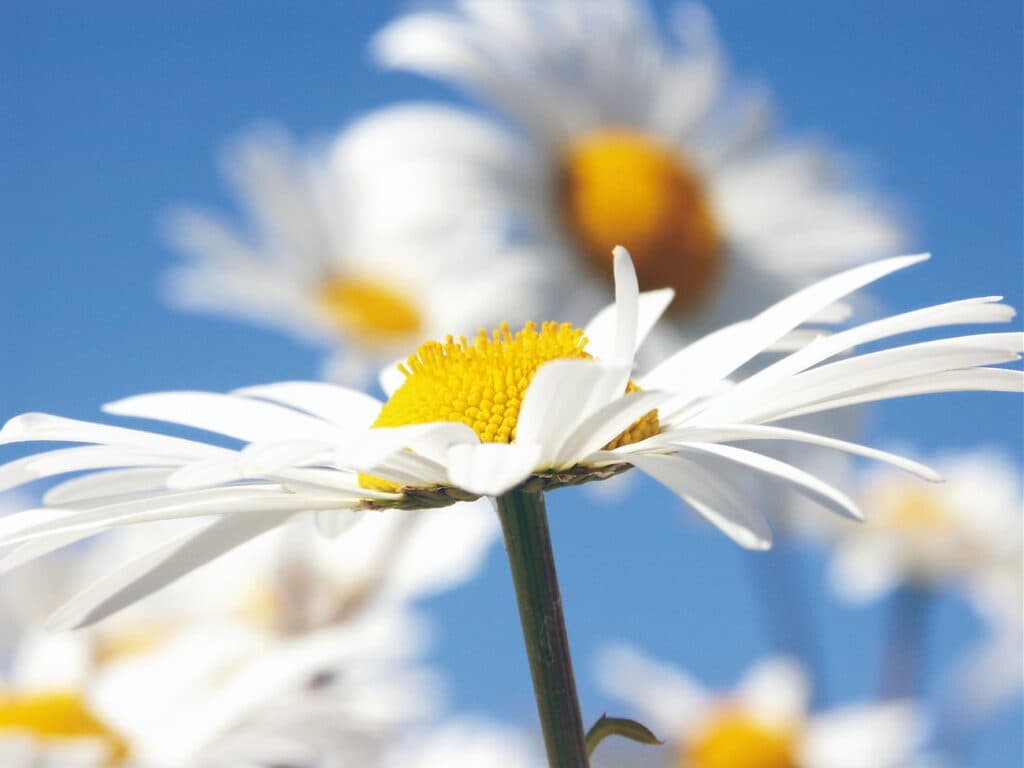 sommar blomma