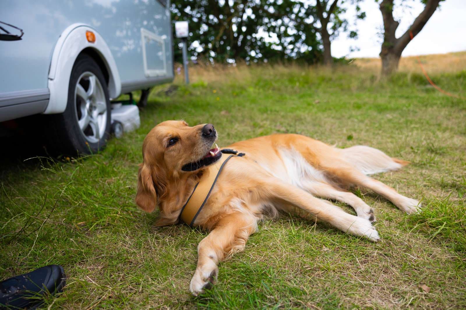 Semestra med hund och upptäck våra hundvänliga stugor och campingplatser