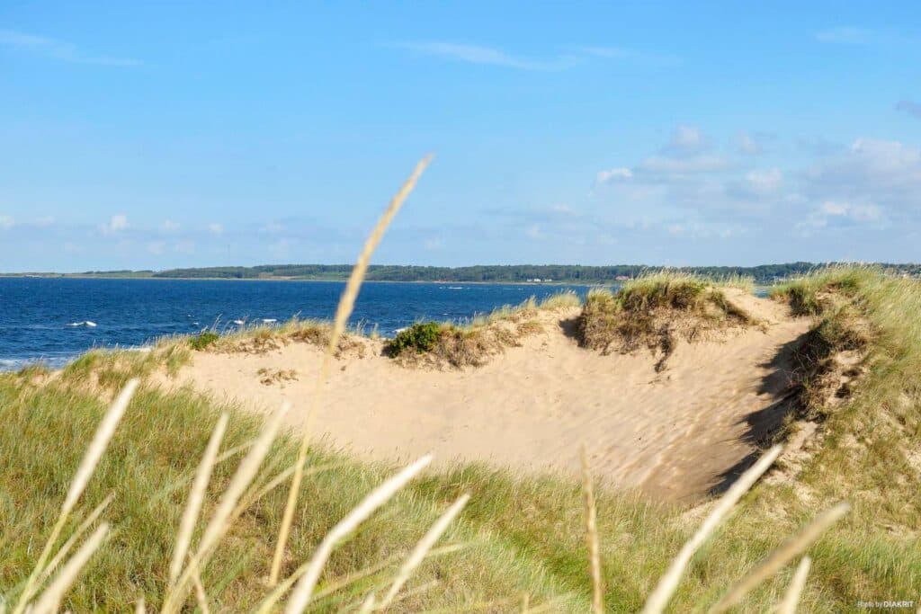 Sanddyner vid sandstrand vid havet.