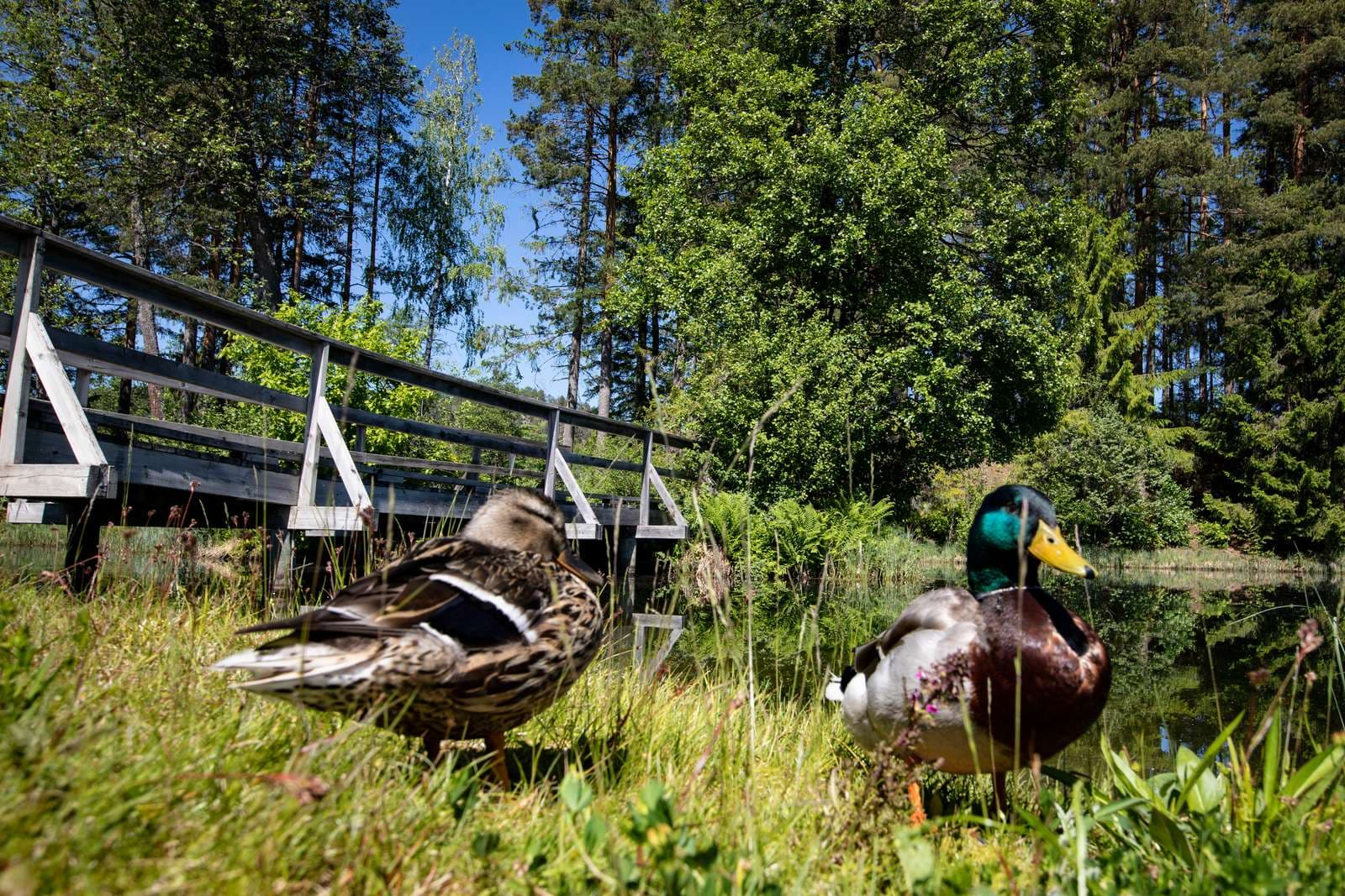 Två änder i grönska vid en bro i.