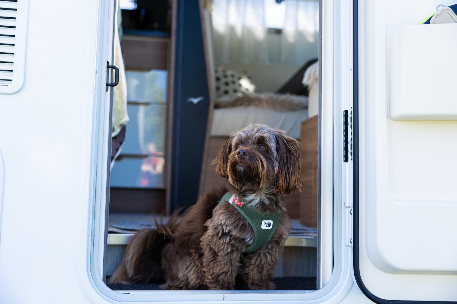 Camping med hundfaciliteter i Tylösand - Halmstad.