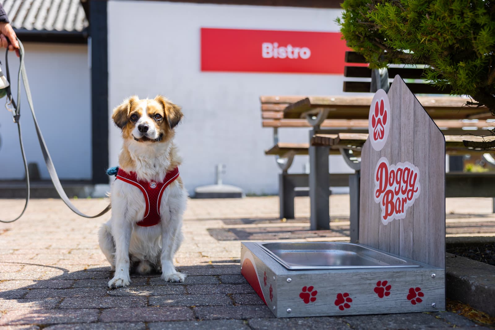 Hundvänlig campingplads på Klim Strand