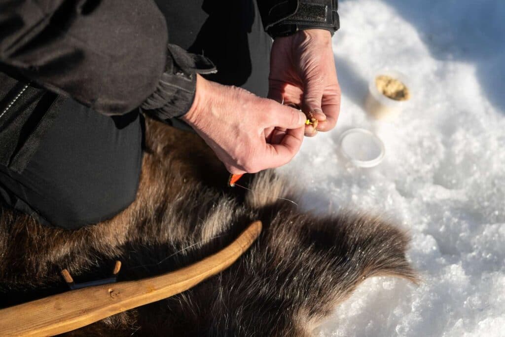 Pimpelfiske i Lycksele och vinteraktiviteter på campingen Ansia - Lycksele