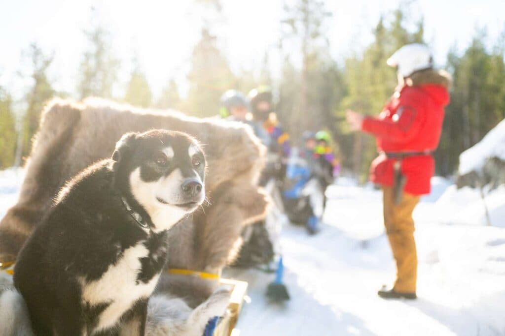 Snöskotertur i Lycksele på First Camp Ansia - Lycksele
