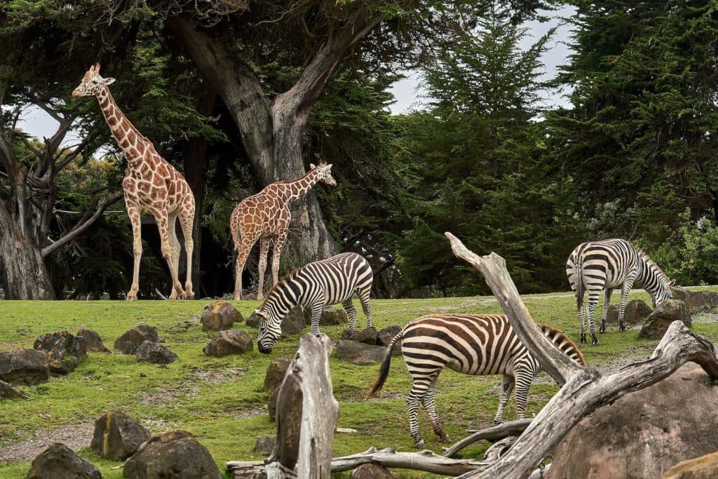 zoo