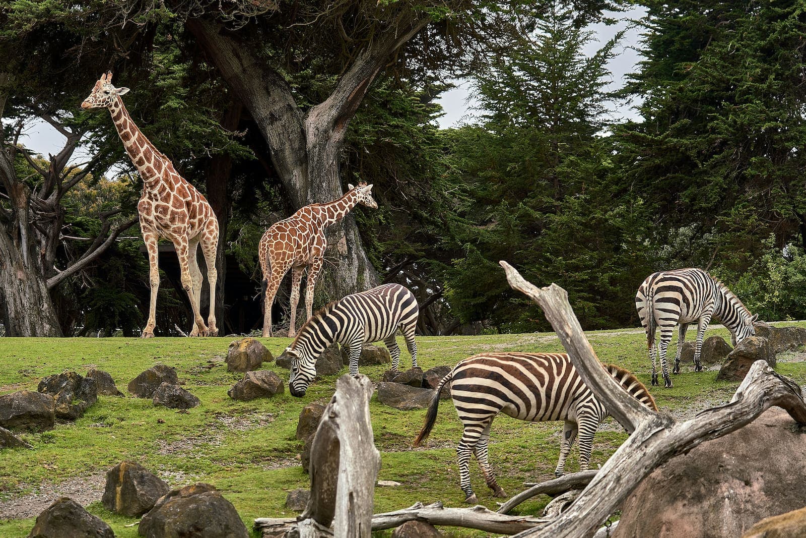 zoo